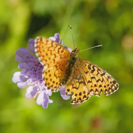 Garni Matthaeuserhof 3*