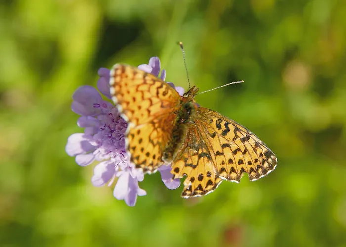 Garni Matthaeuserhof 3*